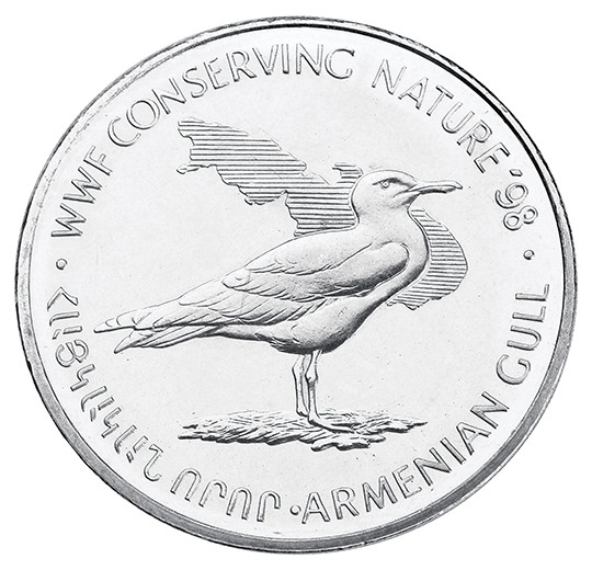 Armenian Gull