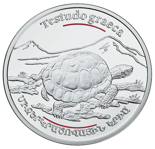 Mediterranean Tortoise