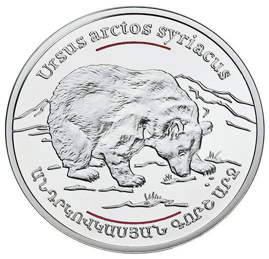 Trans-Caucasian Grey Bear