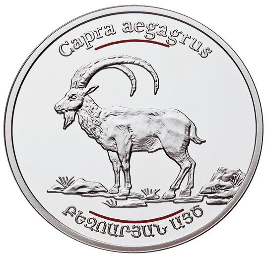 Bezoar Goat
