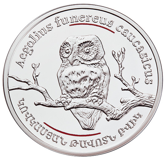 Caucasian Owl
