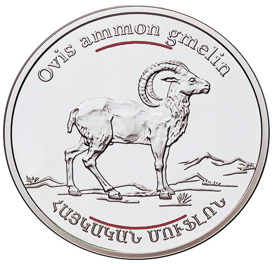 Armenian Moufflon