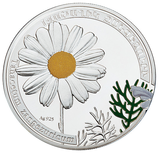 Tanacetum zangezuricum