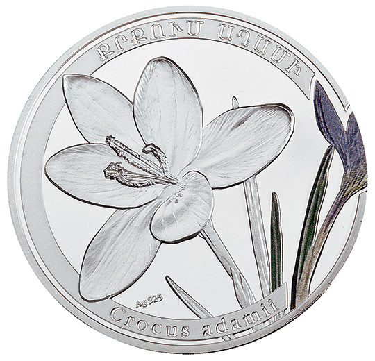 Crocus adamii